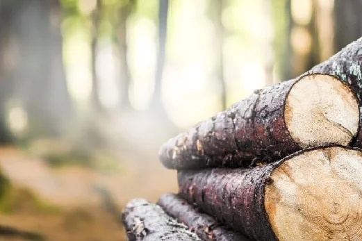 Gestapelte Baumstämme im Wald